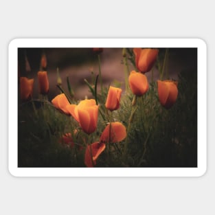 California poppies orange Sticker